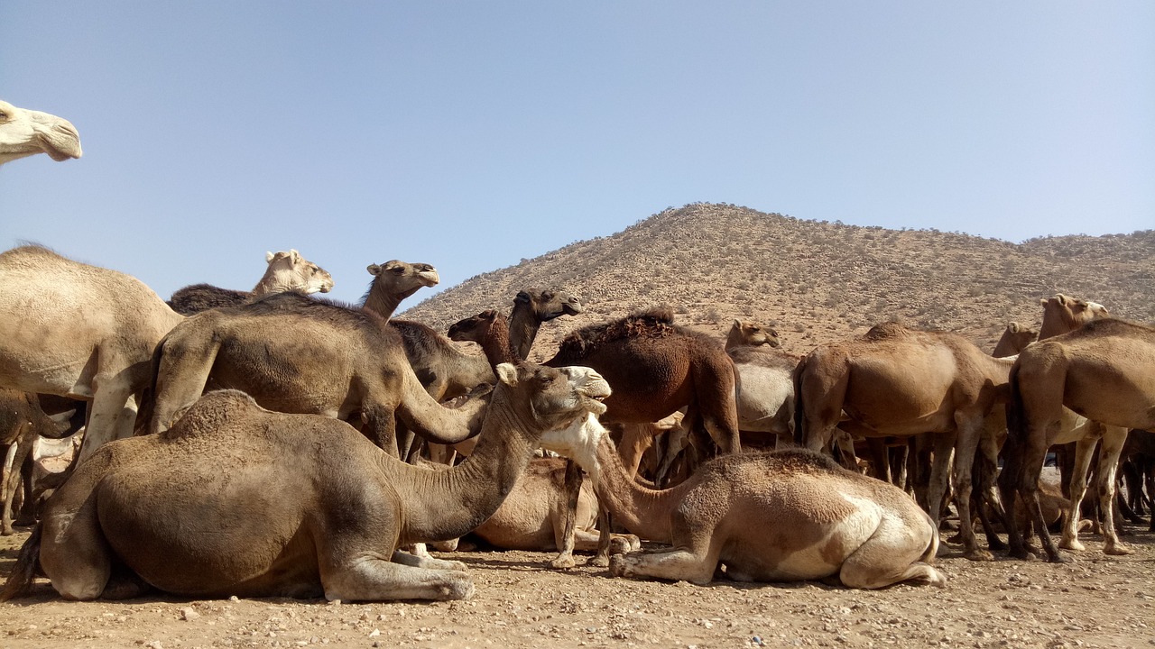 Discover the Magic of Morocco Desert Tours