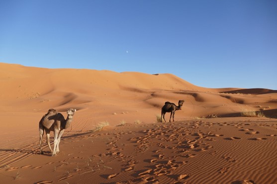 Exploring the Wonders of Desert Merzouga Tours