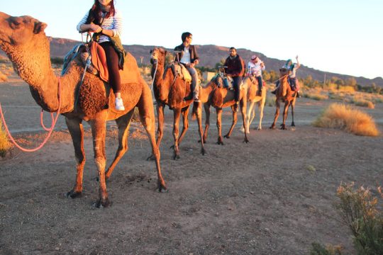 Zagora desert tours: A vast expanse of golden sand dunes stretching into the horizon under a clear blue sky.