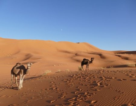 Exploring the Wonders of Desert Merzouga Tours